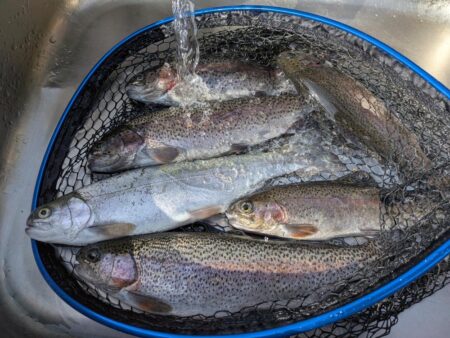 スプーンとミノーに好反応